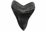 Fossil Megalodon Tooth - Glossy Enamel #223937-2